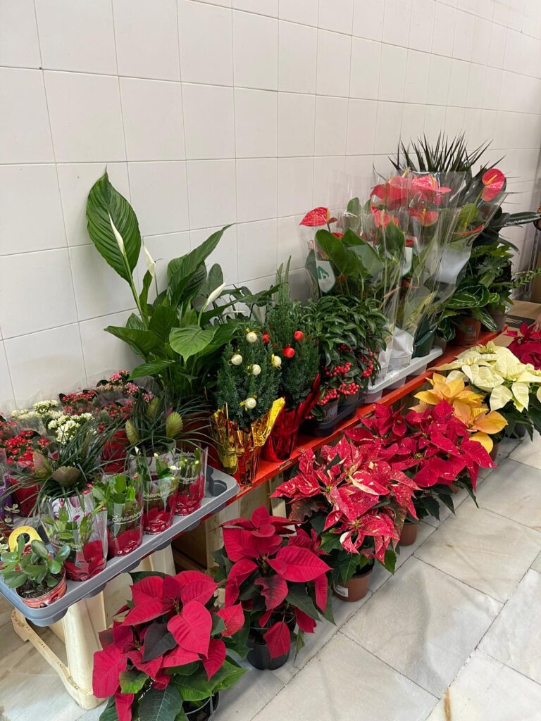 whatsapp image 2025 11 19 at 23.35.27